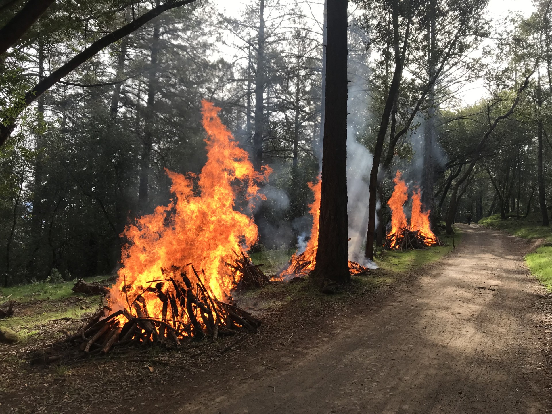 Trione-Annadel Roadside Pile Burn